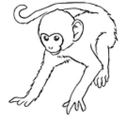 Monke Temple Hasselt