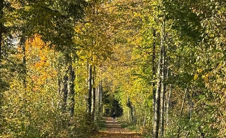 Waldbaden & Breathwork