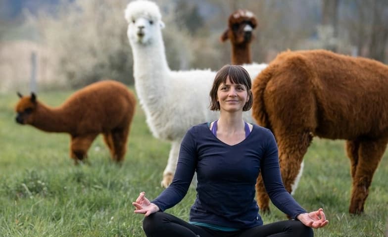 Yoga inmitten Alpakas